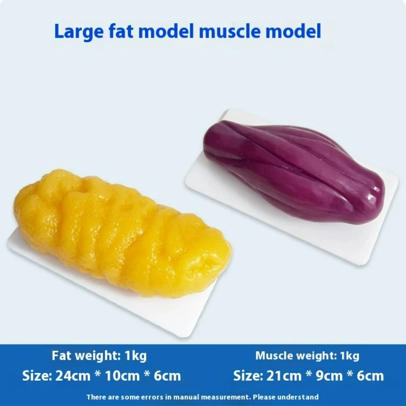 Nutrition Fitness Health - Repliki ludzkich mięśni i tkanki tłuszczowej,